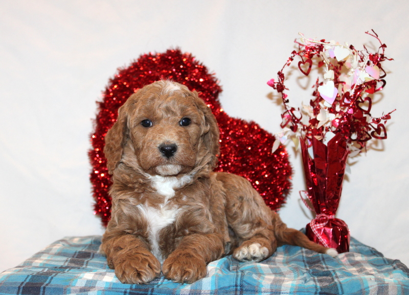 puppy, for, sale, Mini Goldendoodle F1B, Matthew B. Stoltzfus, dog, breeder, Gap, PA, dog-breeder, puppy-for-sale, forsale, nearby, find, puppyfind, locator, puppylocator, aca
